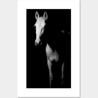 BEAUTIFUL GREY HORSE Posters and Art